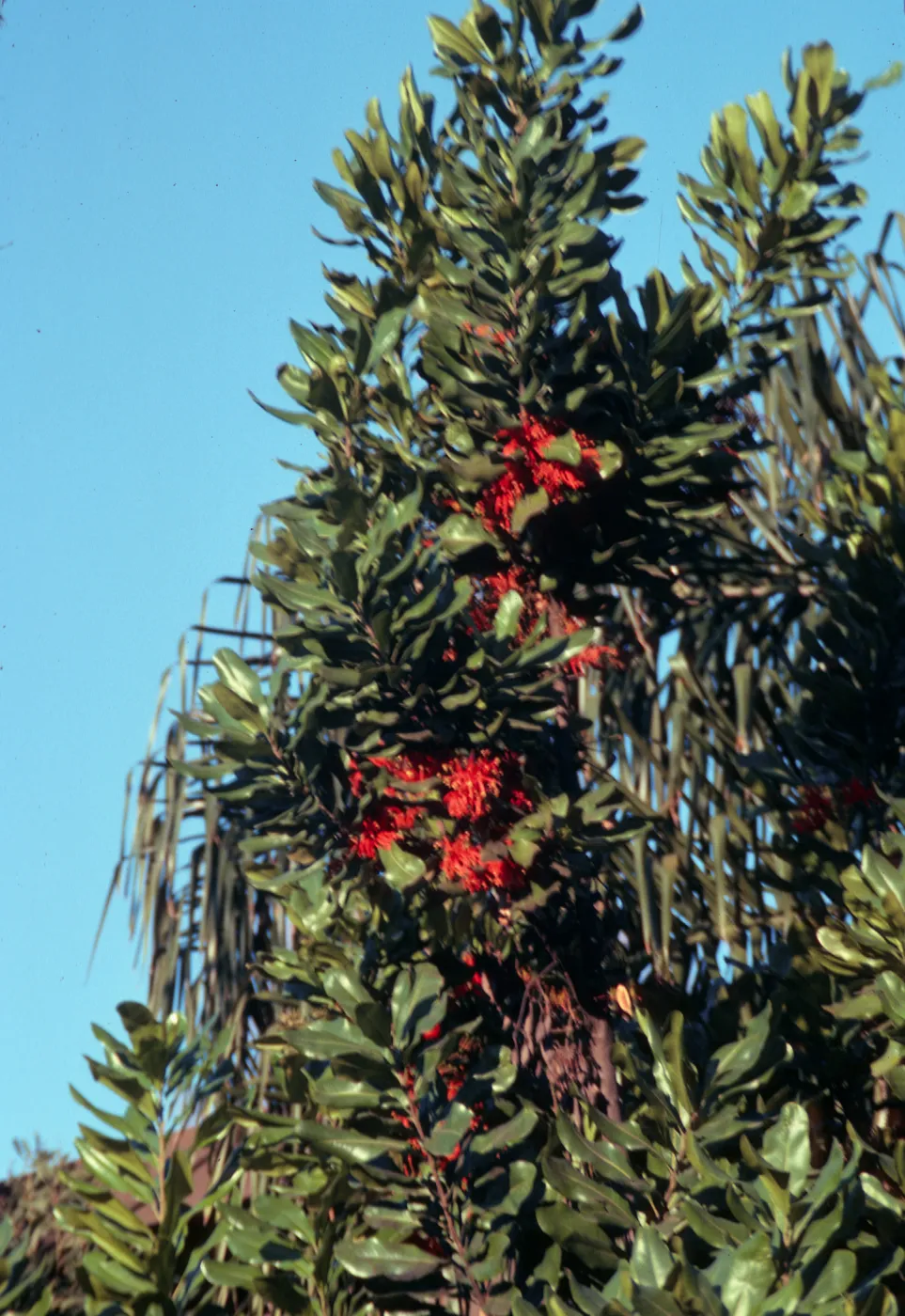 Narrow, tube-like red flowers emerge from within groups of oval-shaped leaves.