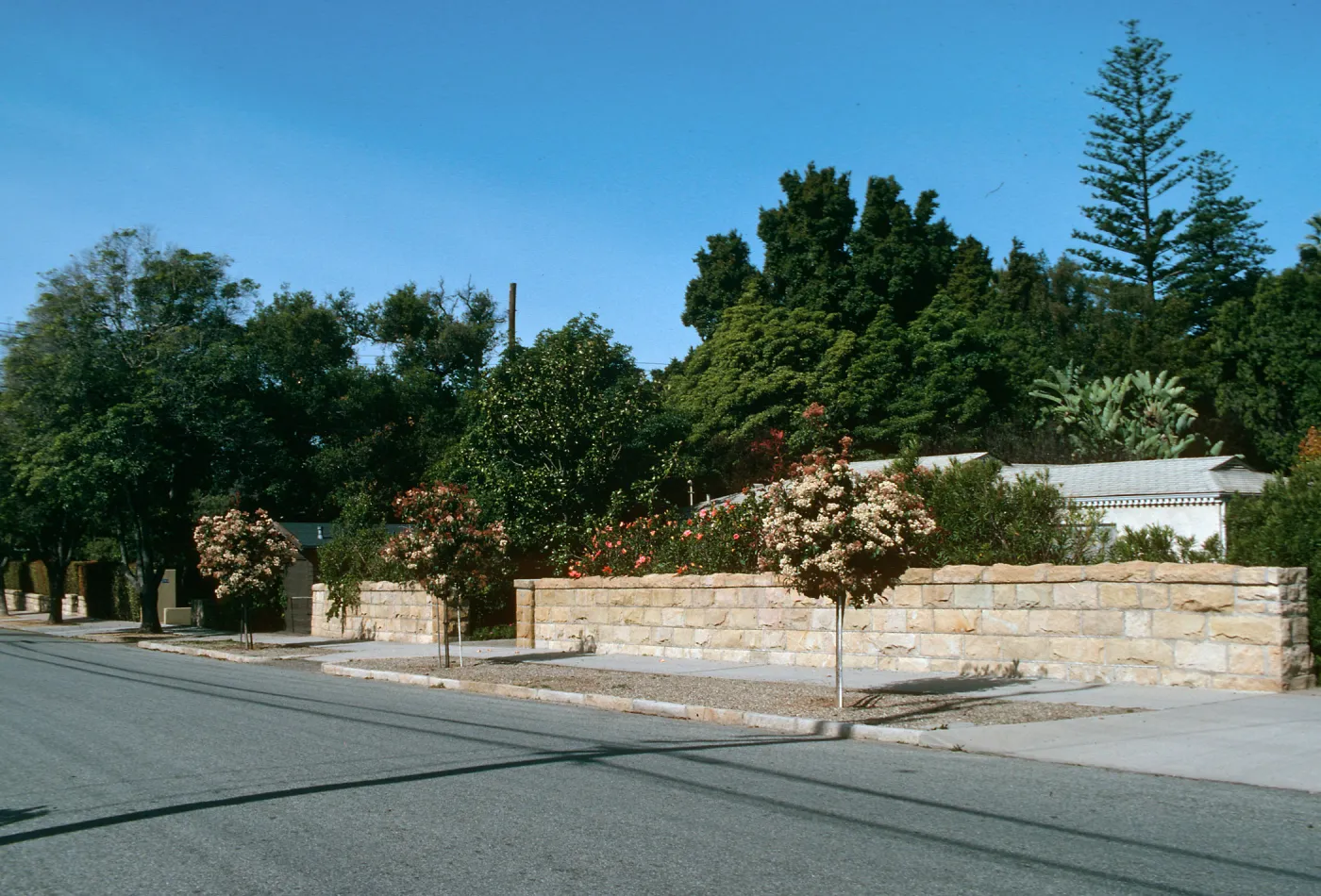 A line of round trees with clusters of small, white flowers among green and red leaves grow in a gravel strip between a sidewalk and a paved road. 