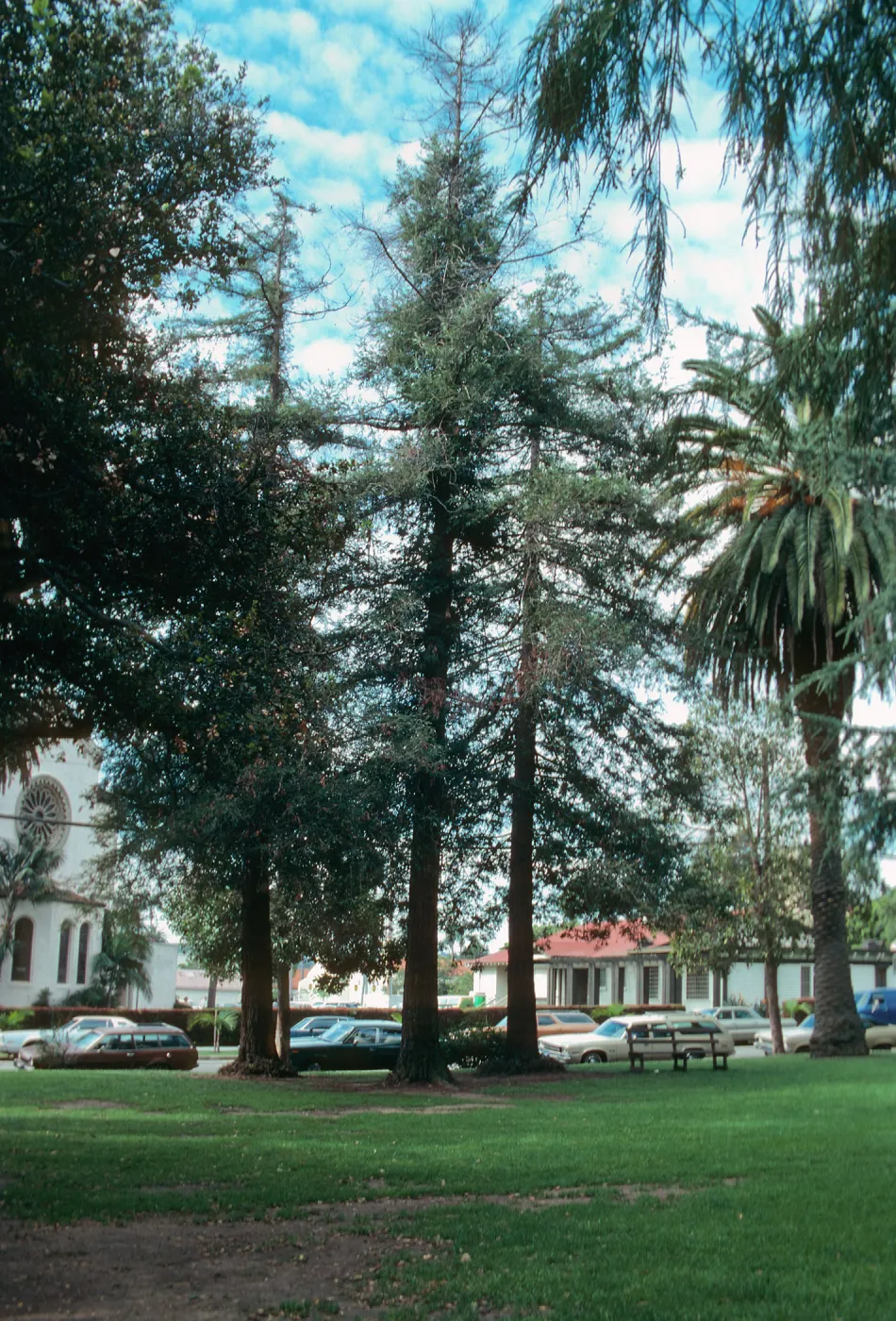 Three tall evergreen trees and one equally large palm tree stand at the edge of a road lined with old model cars. 