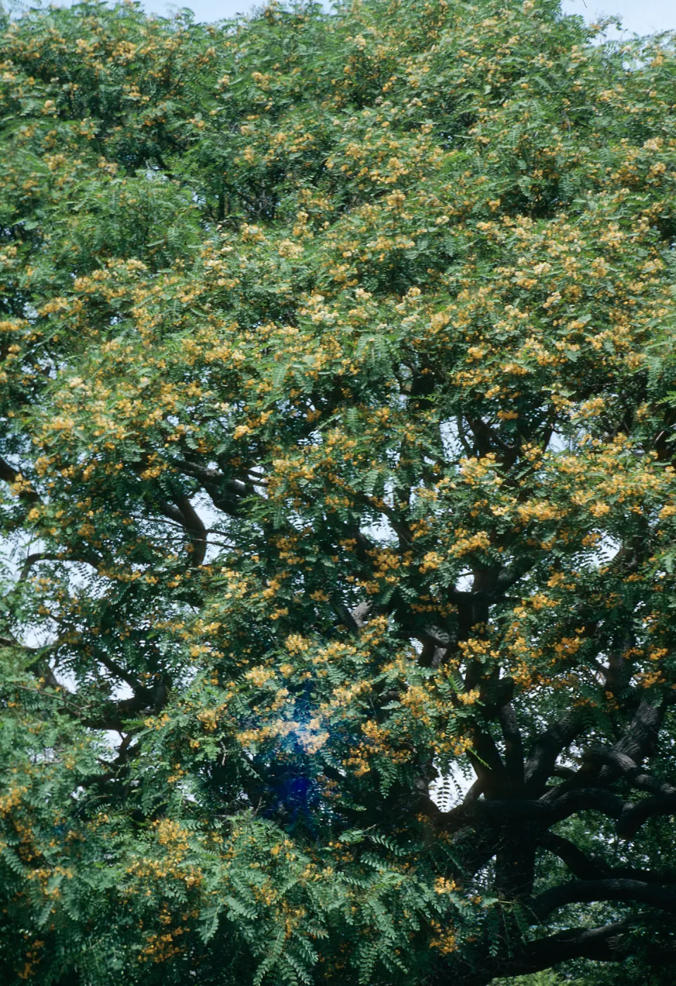 A large, many-limbed tree covered in fern-like leaves and yellow flowers.
