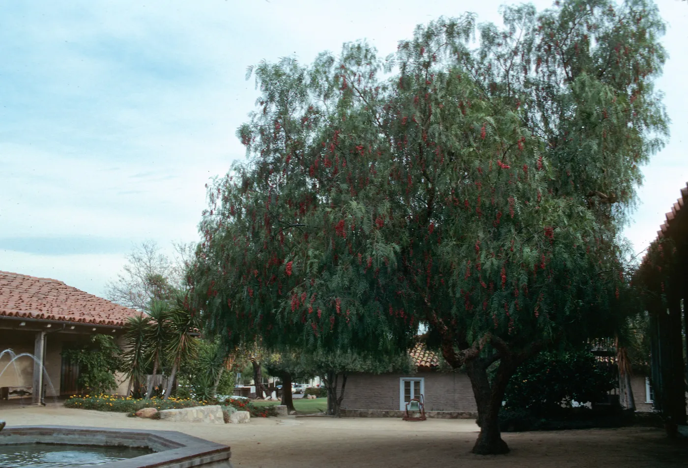 A two-trucked tree with fern-like leaves and hanging clusters of red flowers stands in a courtyard between a fountain and tan brick building.