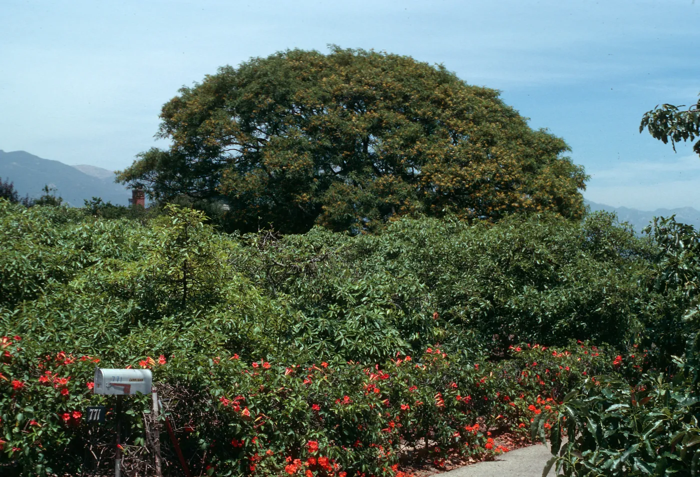 A large, round tree dotted with yellow flowers stands in the distance, over a line of red-flowered bushes next to a paved path and metal mailbox.  