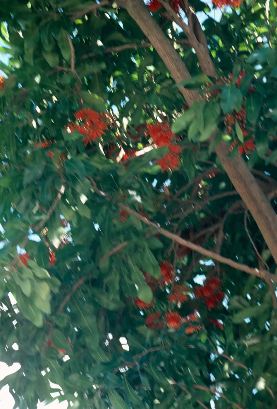 A tree branch thick with long, oval leaves and dotted with red flowers with narrow, tube-shaped flowers. 