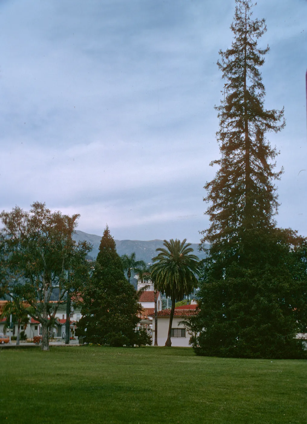A deciduous tree, two evergreen trees, one of which is exceptionally tall, and a palm tree stand in a line across a grassy yard alongside white buildings with orange-tiled roofs. 
