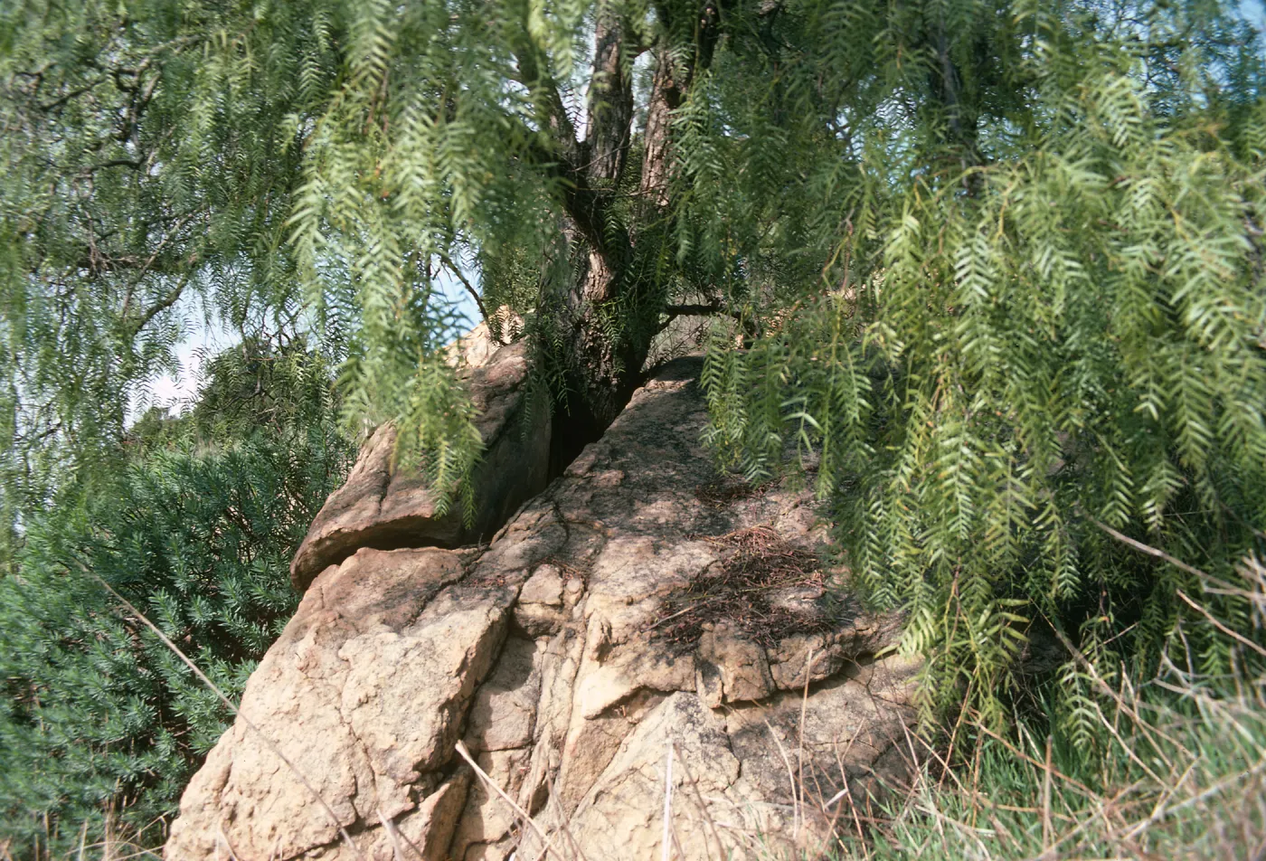 A tree with drooping, fernlike leaves grows through a large crack in a pale colored boulder. 