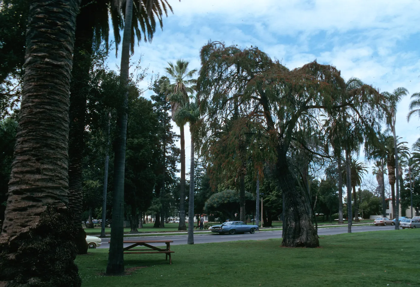 A leaning tree with deep, vertically grooved bark and narrow green and red leaves stands among tall palm trees beside a paved road.