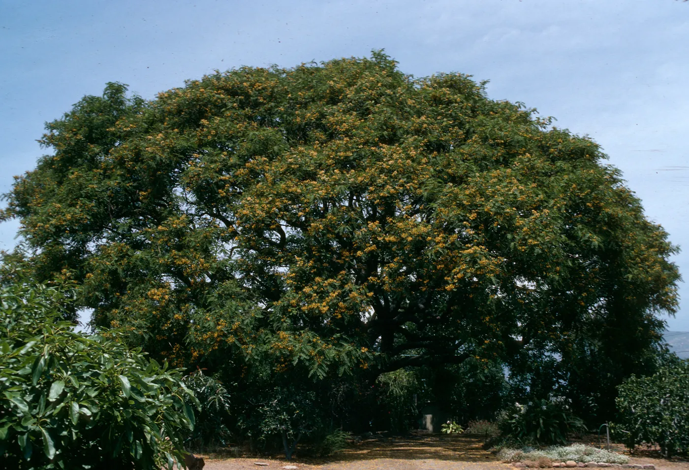 A large, round tree dotted with yellow flowers.
