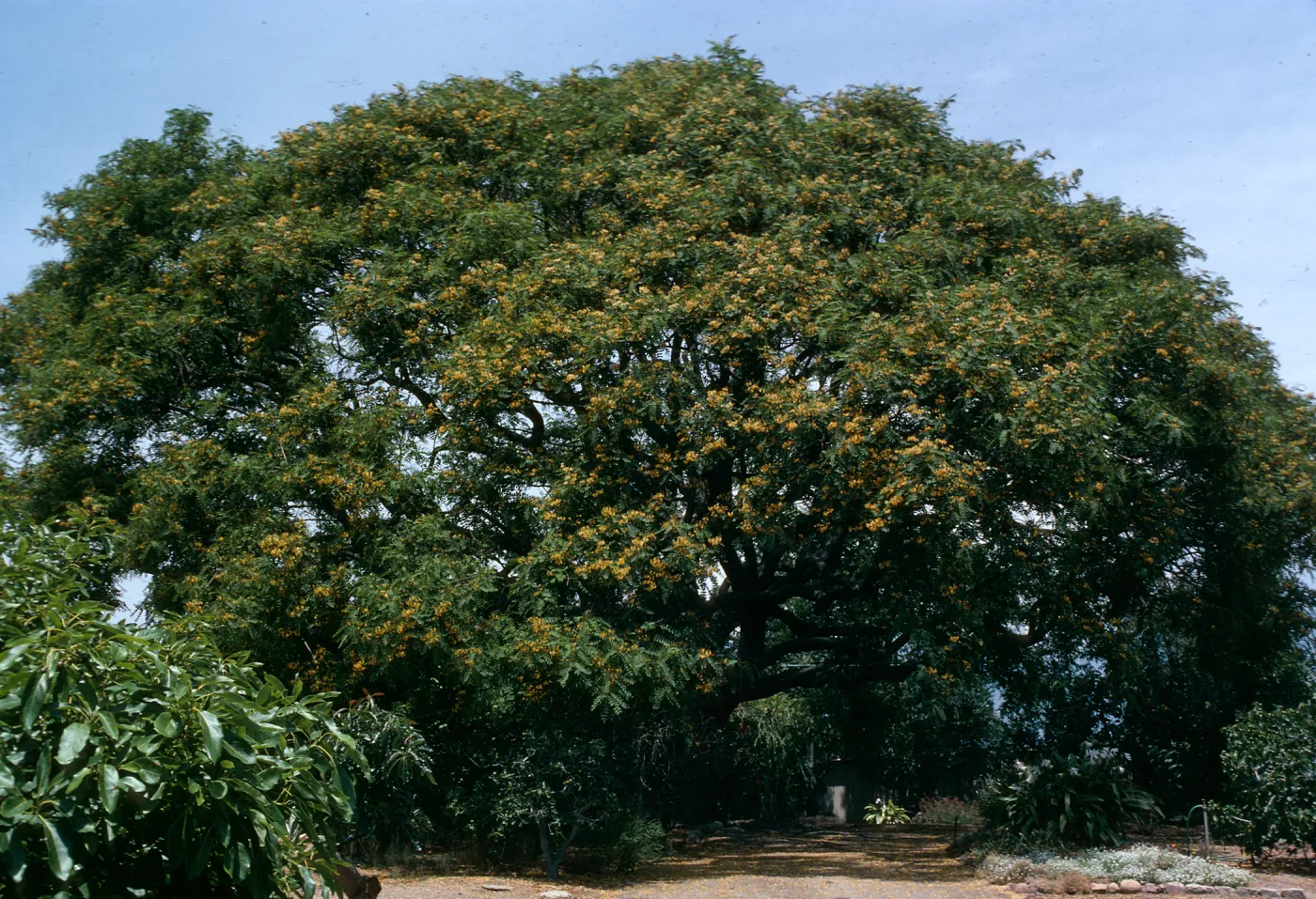 A large, round tree dotted with yellow flowers.