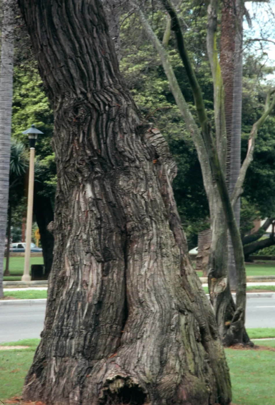 The leaning trunk of a tree with deep, vertical ridges in its bark.