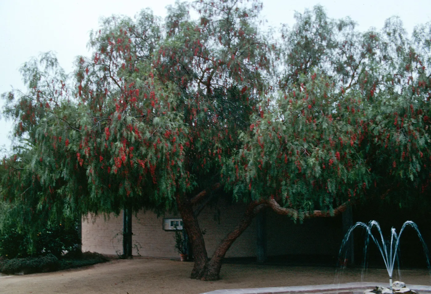 A two-trucked tree with fern-like leaves and hanging clusters of red flowers stands in a courtyard between a fountain and tan brick wall. 