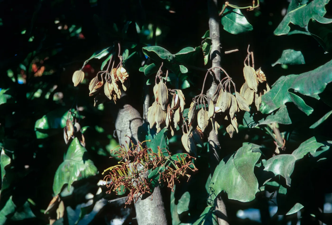 Multiple clusetes of dry pods hang from tree branches among green leaves.
