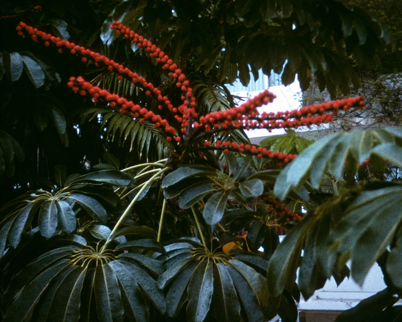 Tupidanthus, Panama City