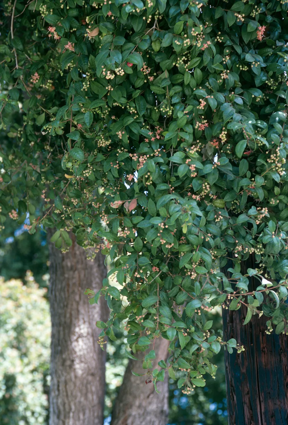 A thick mass of leaves dotted with small, pale red flowers just beginning to bloom. 