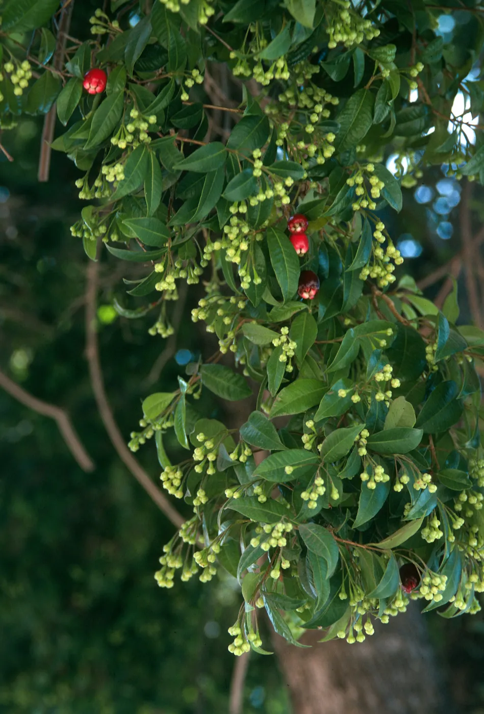 A branch of pointed, oval shaped leaves dotted with tiny, bulbous, pale green flower buds and a small number of red, oval-shaped berries. 