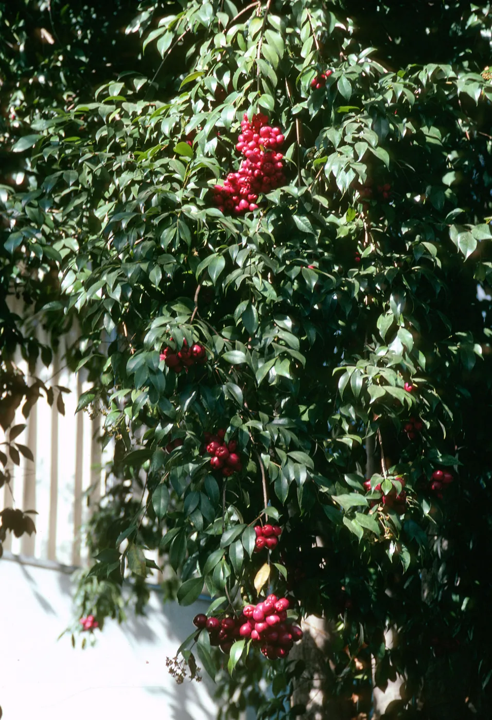 A large mass of pointed, oval-shaped leaves against a white wall dotted with large clusters of ref-purple, olive-shaped berries. 