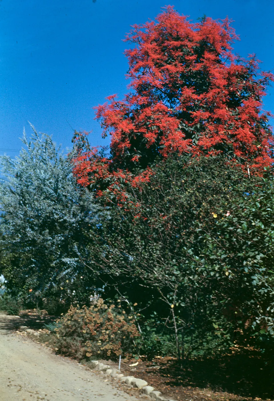 A tall tree completely covered in bright red flowers stands above shorter, green trees at the side of a dirt path. 