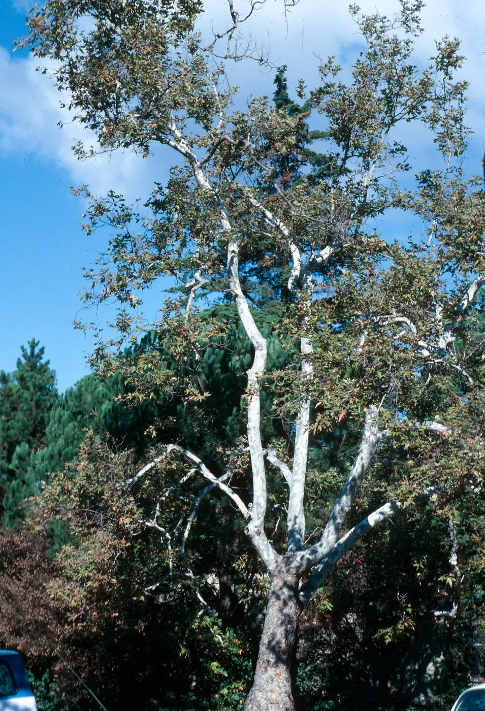 A tall white-barked tree with dull green leaves at the edge of a cluster of shorter, evergreen trees.