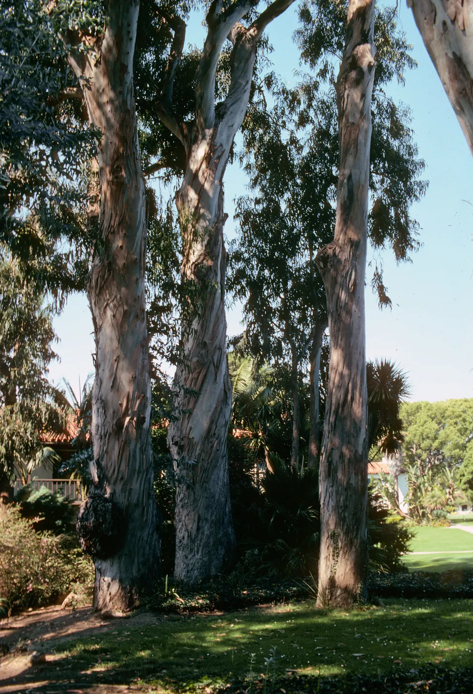 Three trees with twisting, peeling pale bark stand at the edge of a small patch of grass.