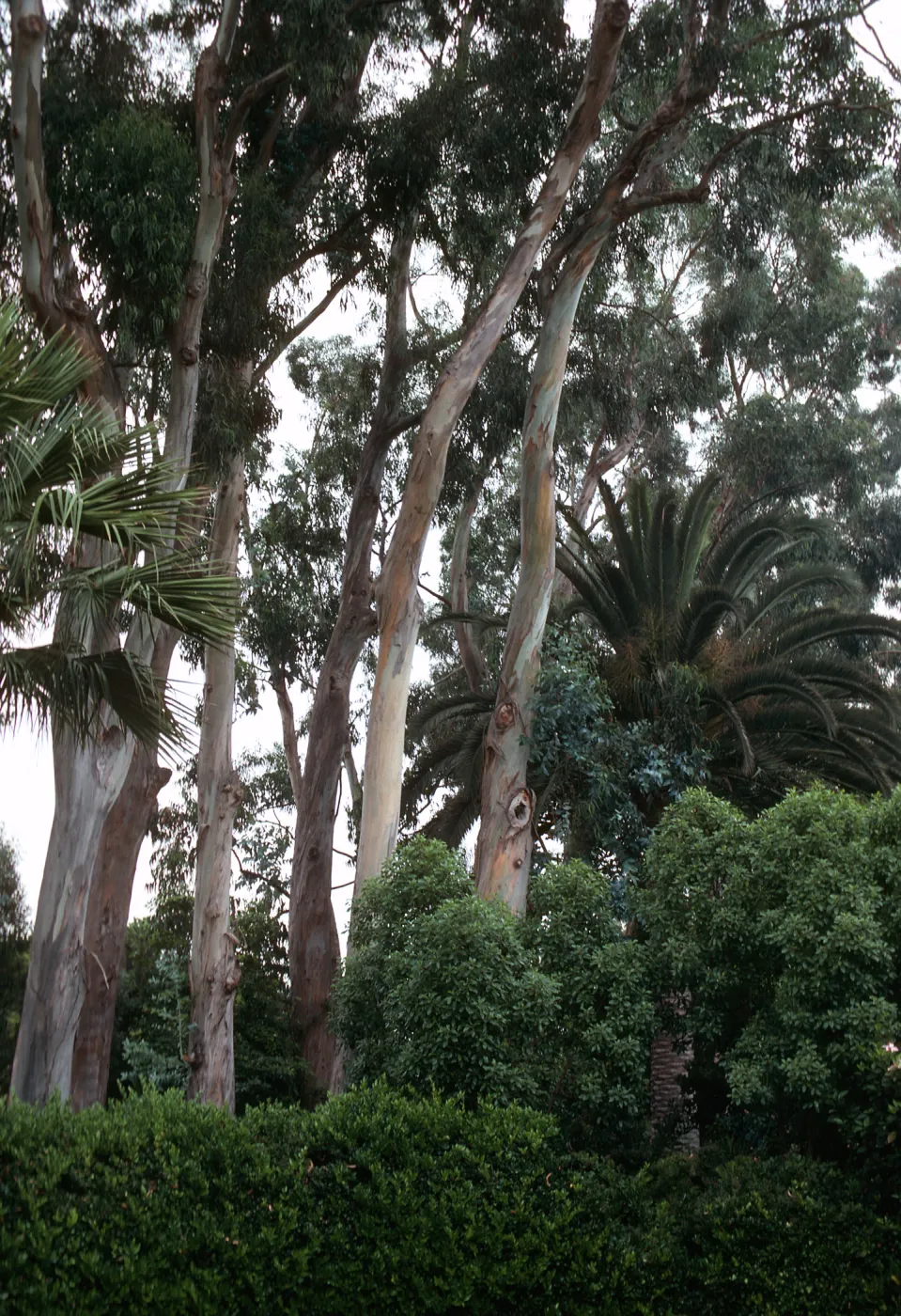 A cluster of tall, pale trees grow among assorted bushes and palm trees.
