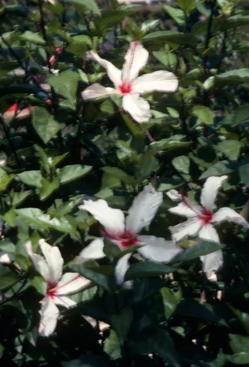 Four white flowers with bright pink centers and long petals grow in a mass of leaves. 