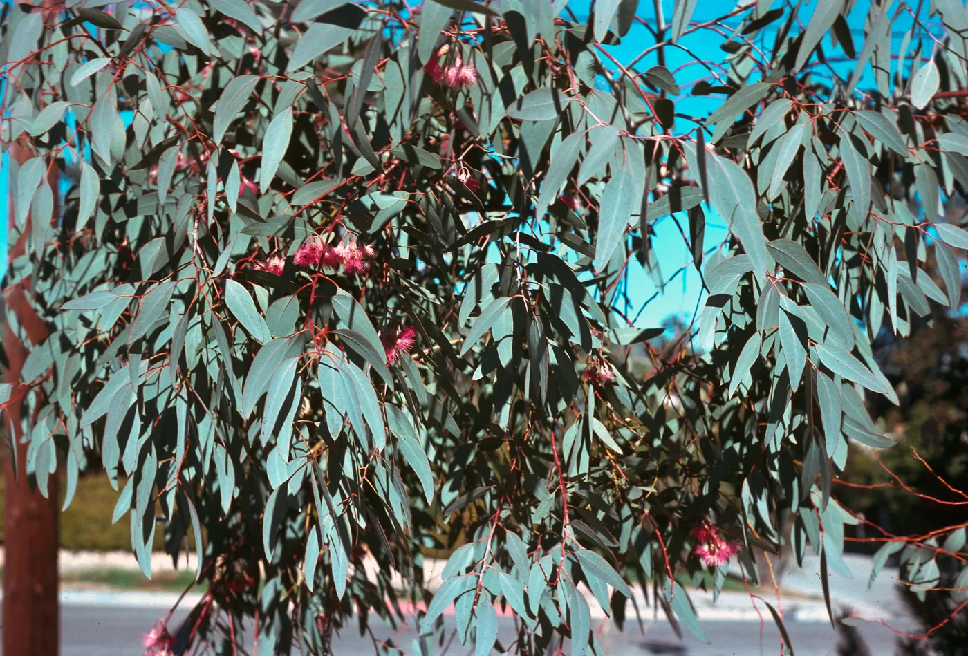 A large mass of pointed, oval-shaped leaves on slender, red branches dotted with fluffy, feathery red blossoms.