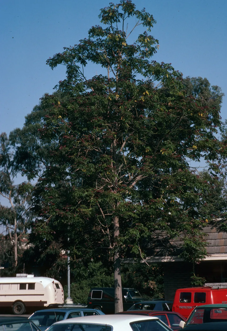 A tall tree dotted with red flowers grows in a parking lot surrounded by old-style cars.