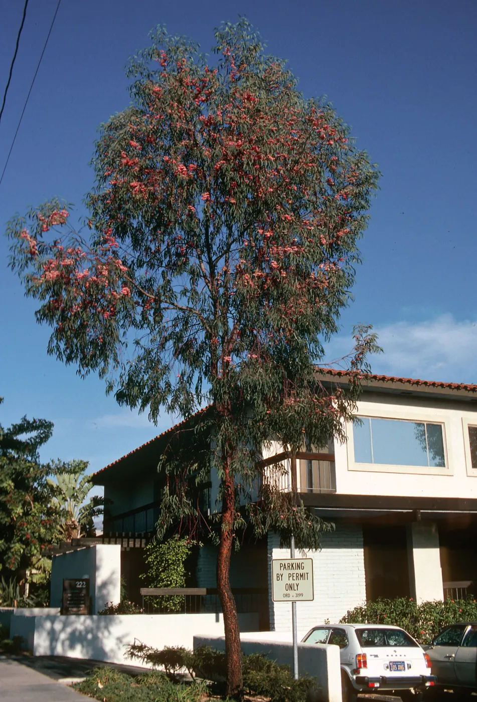 A tall, straight tree laden with red flwoers grows beside a white, two-story building.