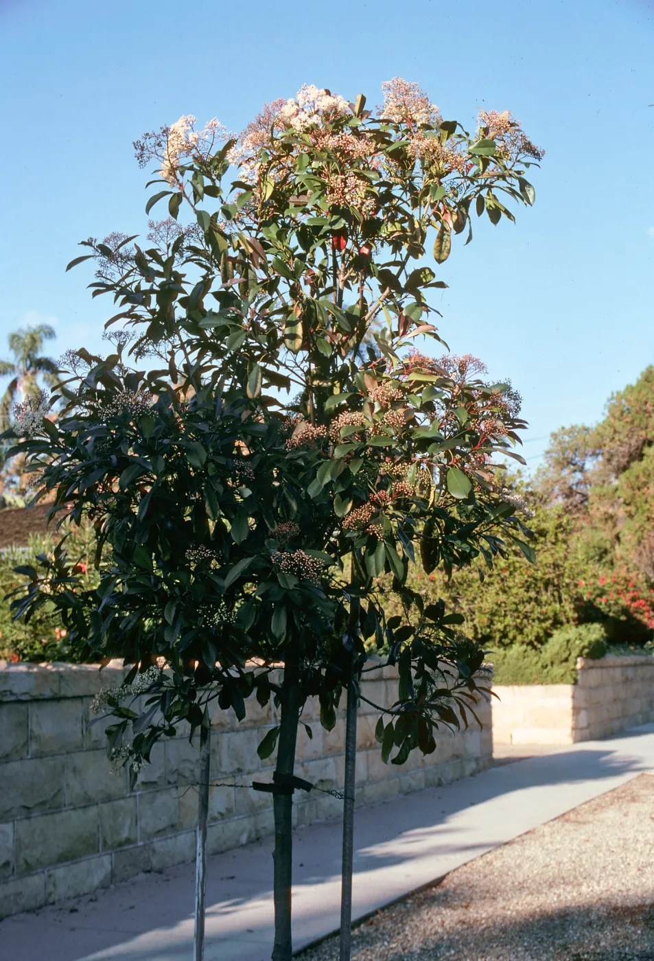 A young tree blooming with clusters of small, white flowers grows on a trellis beside a stone wall. 