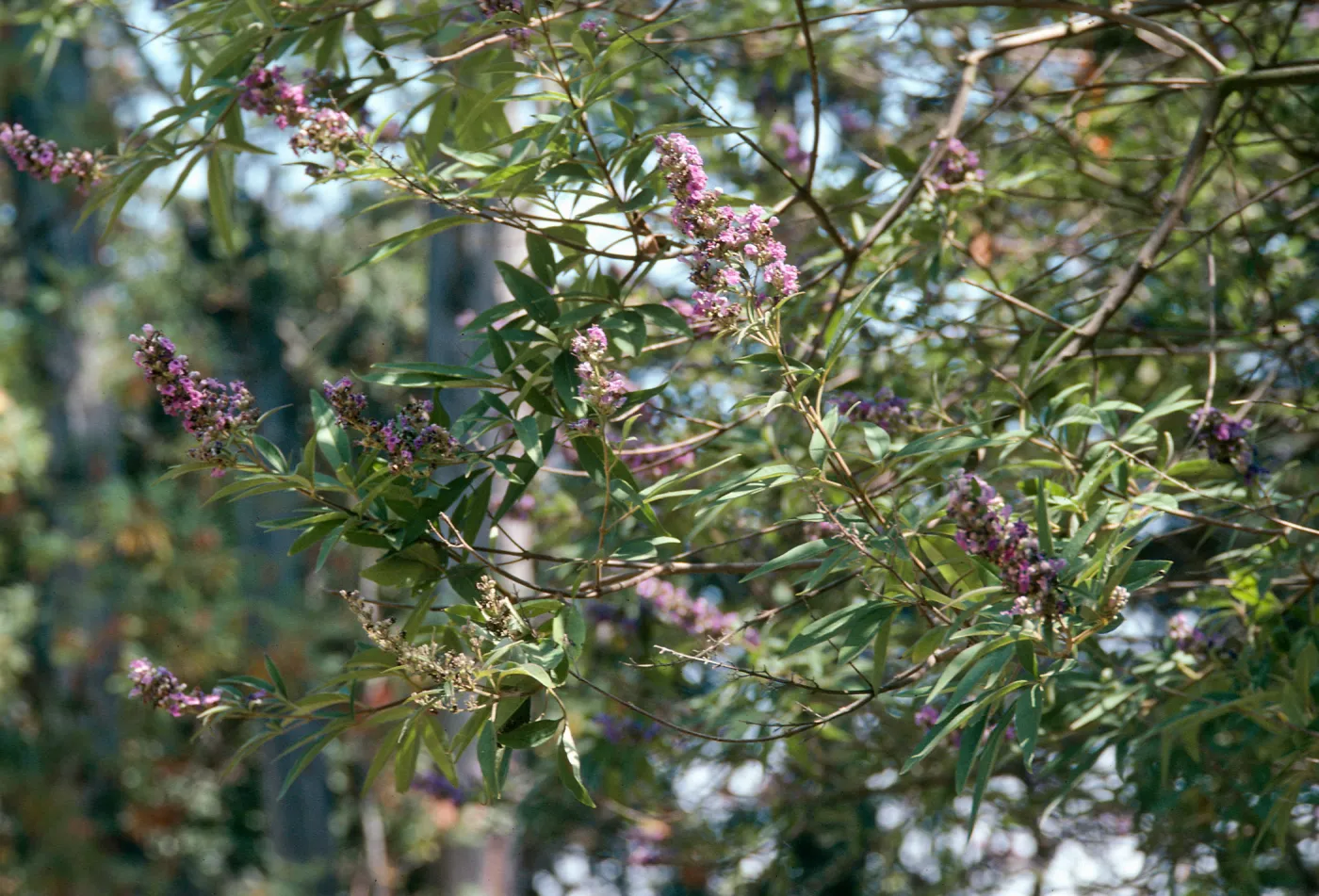 Clusters of tiny, light purple flowers grow on the ends of slender branches.