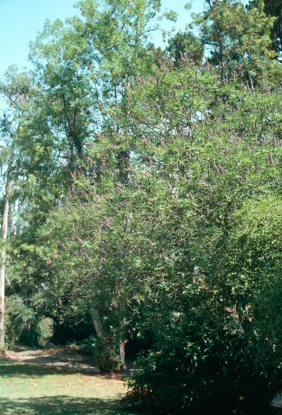 A tree dotted with clusters of lavender-colored flowers at the edge of a forest.