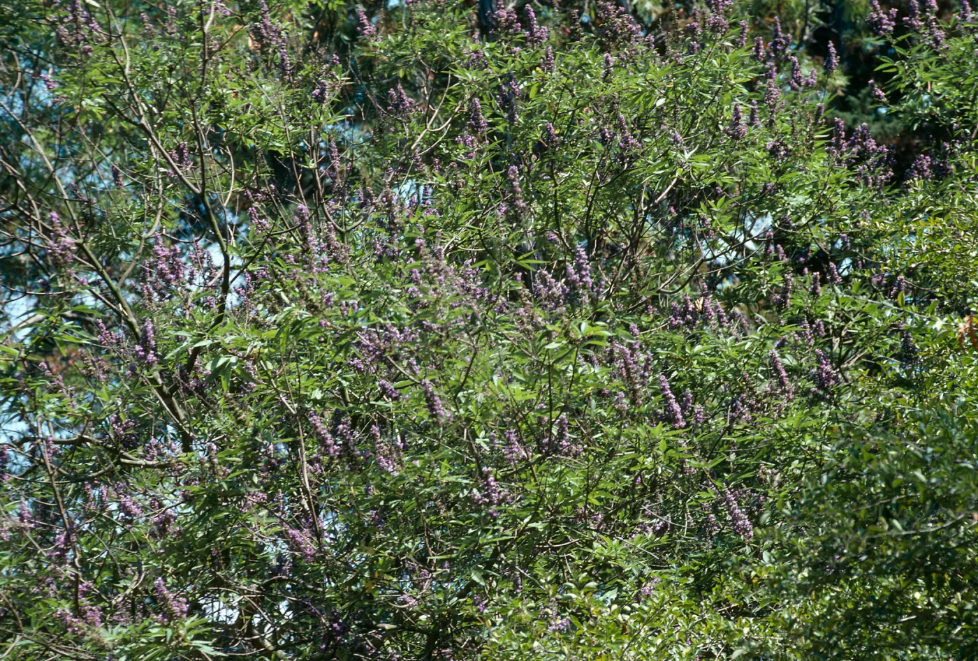 Long, narrow clusters of lavender-colored flowers among the leaves of a tree. 