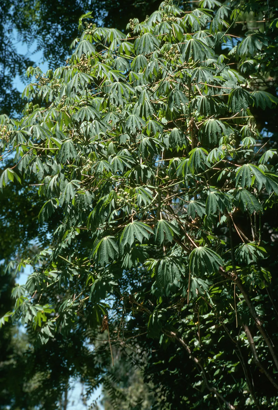 Slender tree branches laden with oval-shaped, pointed leaves. 