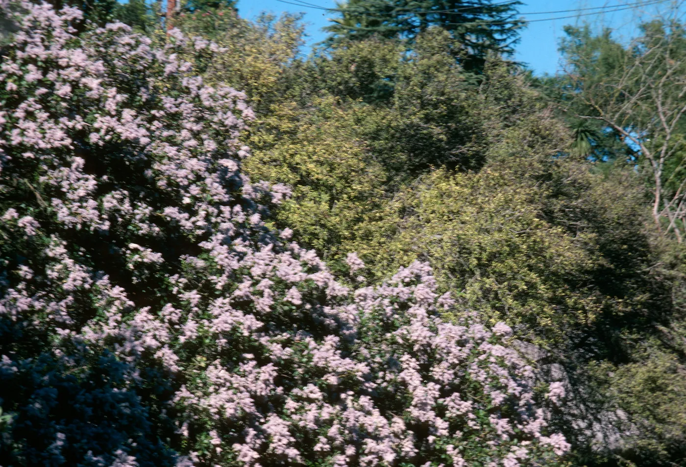 A wall of large bushes, some of which are laden with bunches of white flowers. 
