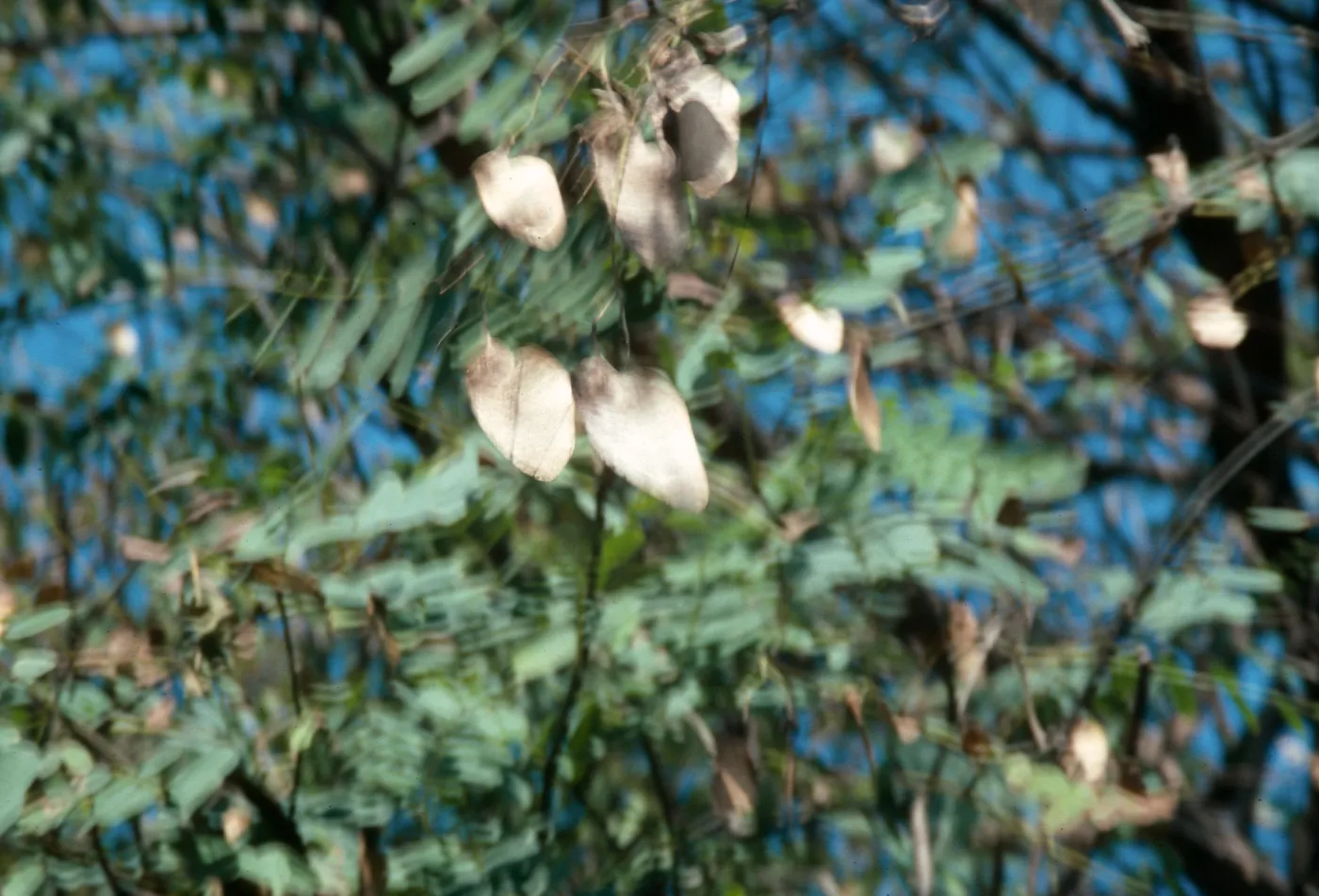 Dry arrowhead shaped leaves hang from a twig among branches of green leaves. 