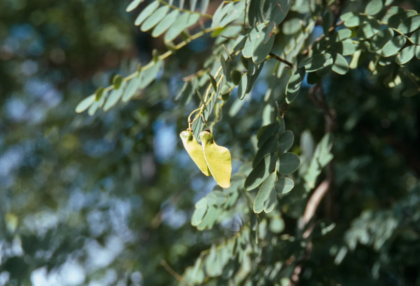 Two lime green, winglike buds on the end of a narrow twig among stiff, round leaves. 