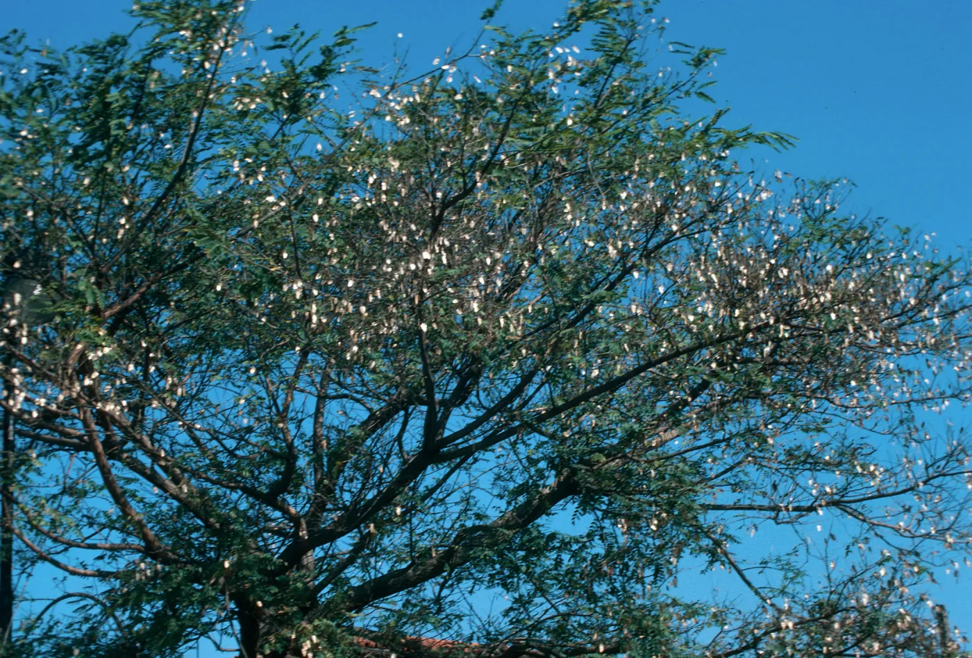 The boughs of a large tree, dotted with dry leaves.