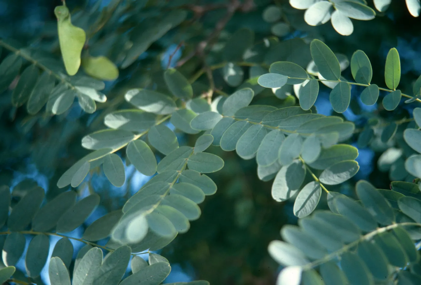Stiff, round leaves grow along slender, green twigs.