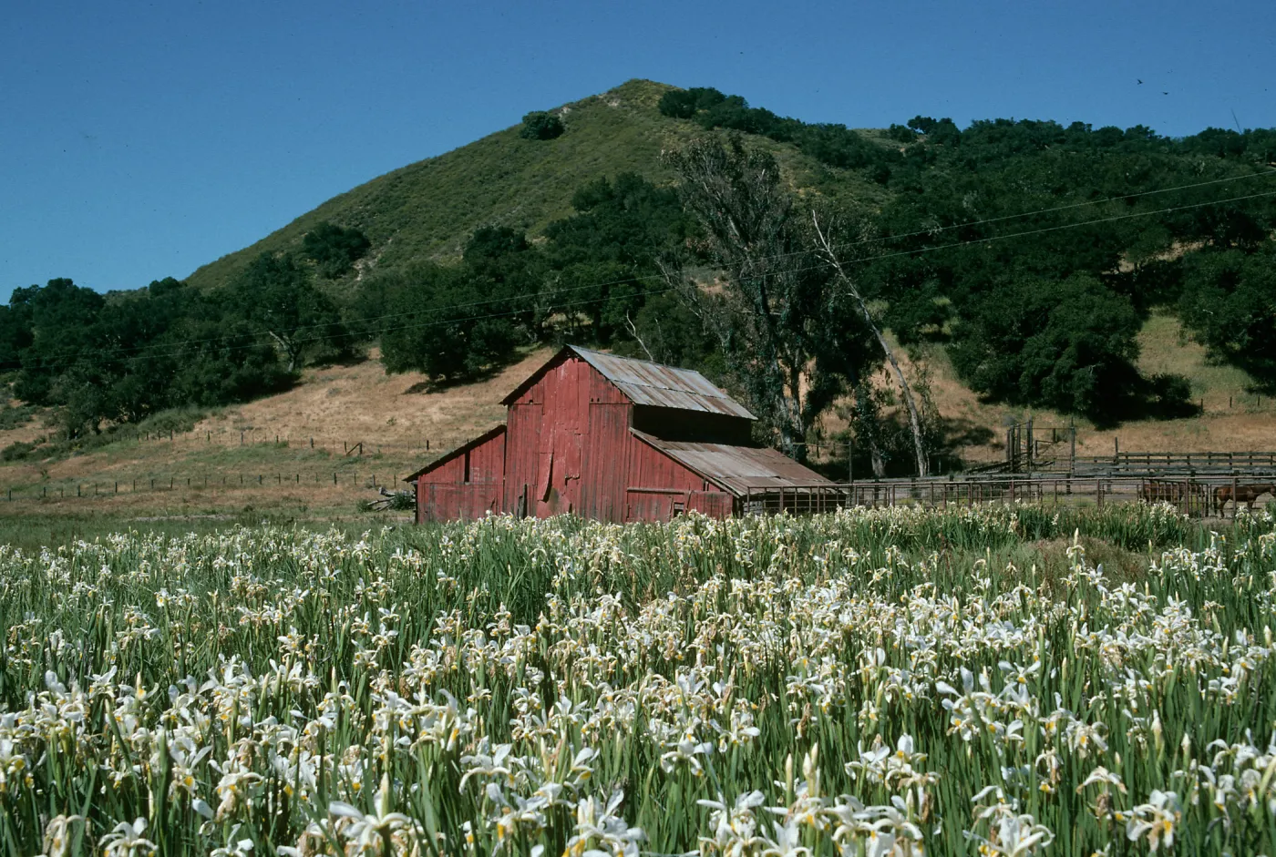 Iris at Ranch Headquarters, Las Flores Ranch