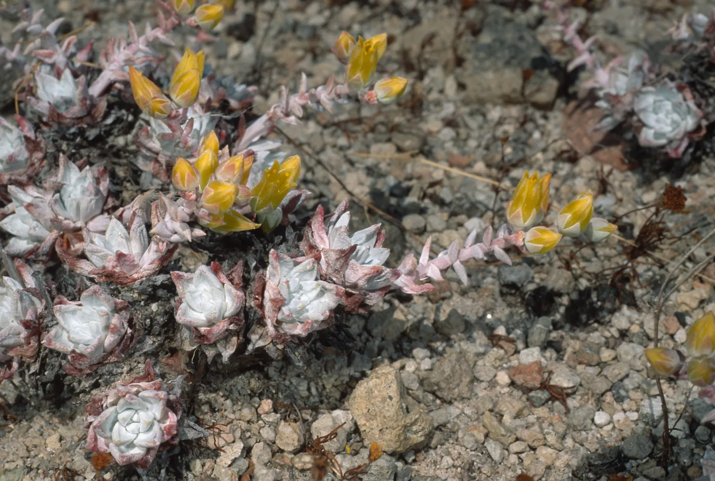 Dudleya gnoma