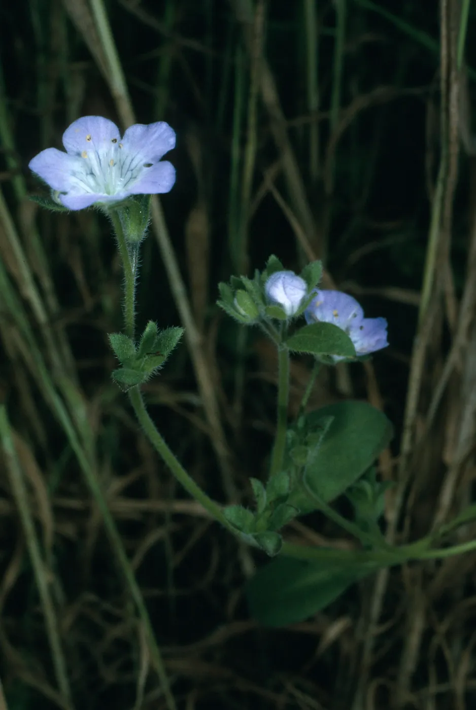 Phacelia insularis