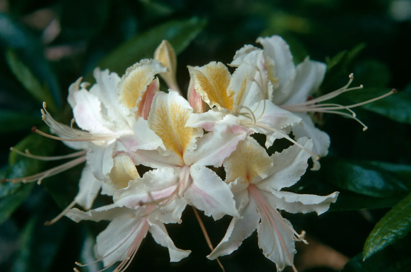 Rhododendron occidentale, V. Ceriale