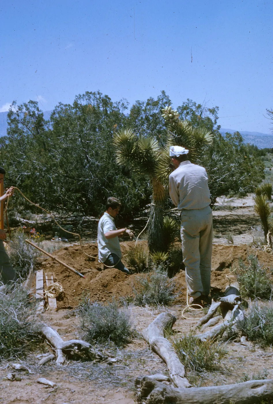 Joshua Tree being collected in wild for SBBG