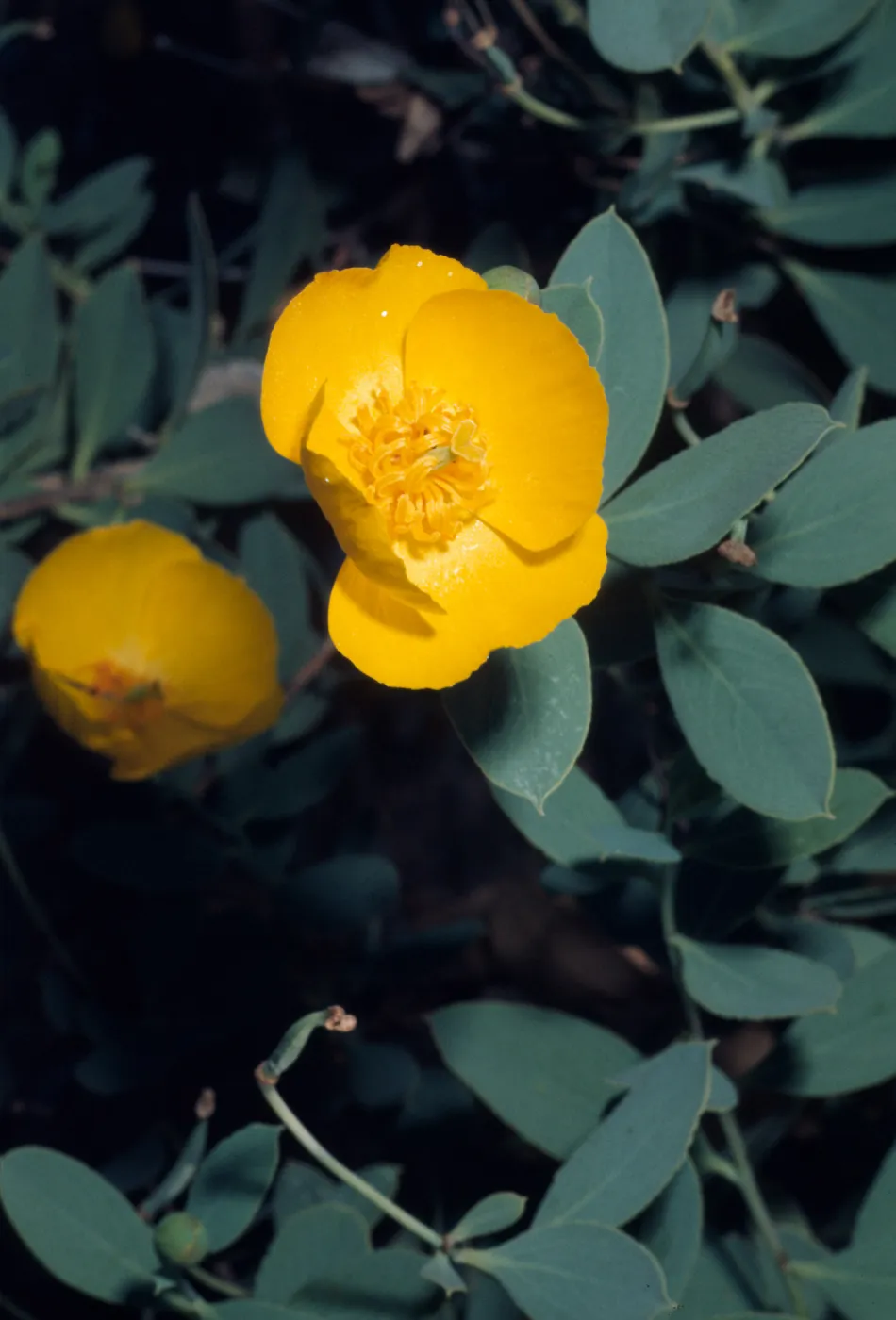 Dendromecon HarfordiiIsland Bush Poppy, SBBG, M195