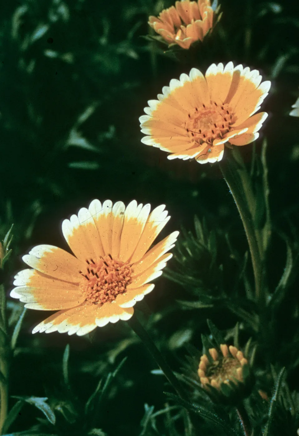 Tidy Tips, Layia platyglossa (duplicate slide)