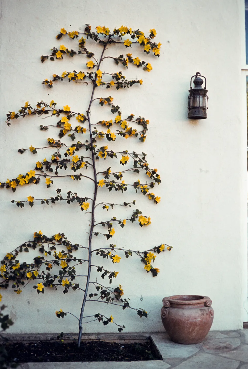 Fremontodendron ’California Glory’ at Blaksley Library entrance