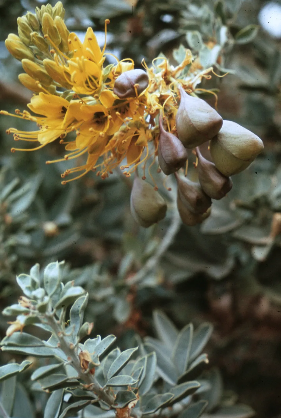 Isomeris arborea (duplicate slide)