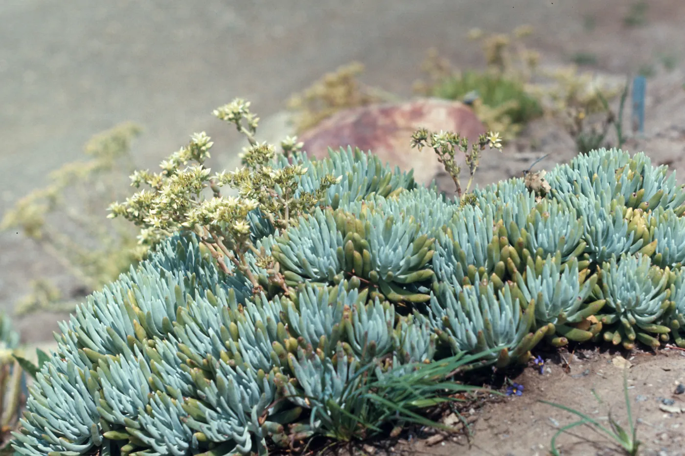 Dudleya Virens