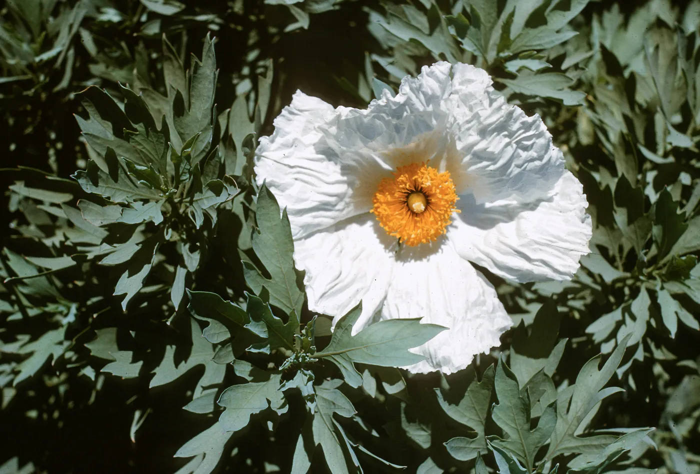 Matilija Poppy Romneya coulteri
