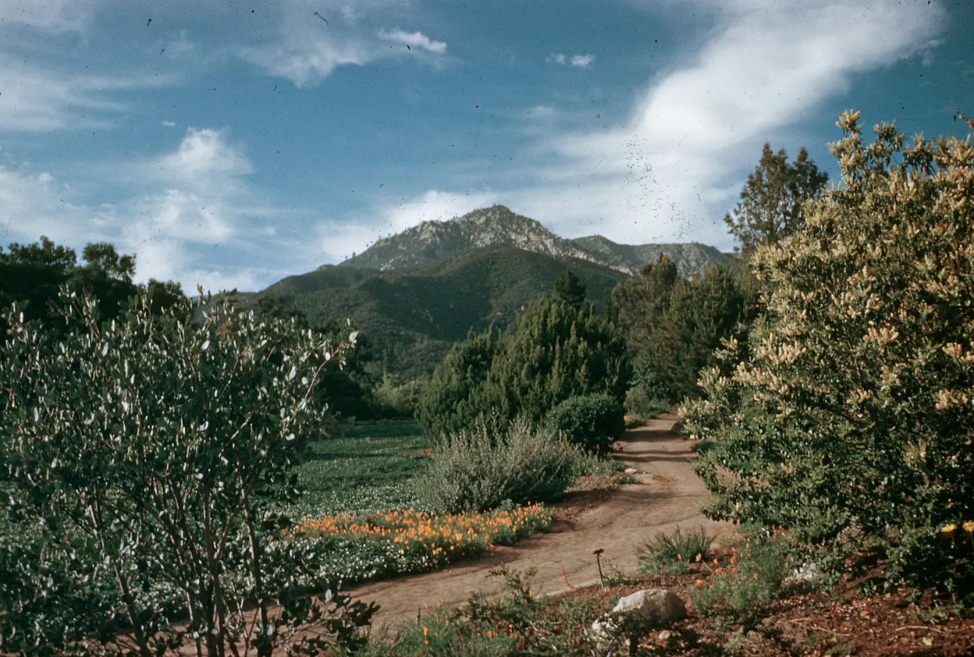 SBBG Meadow