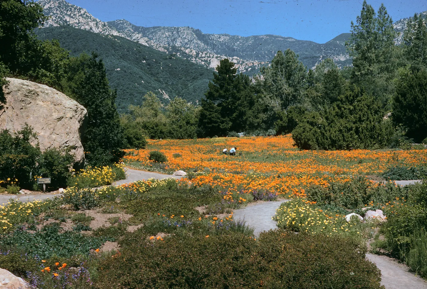 A field at the base of white mountains dotted with evergreen trees and covered in orange flowers. 